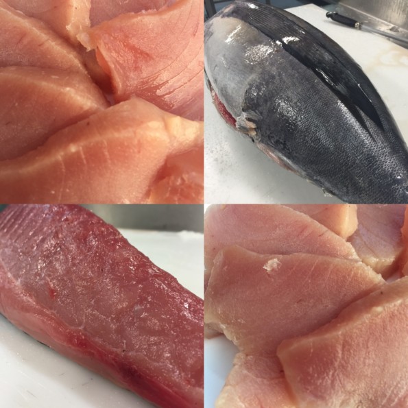 Albacore